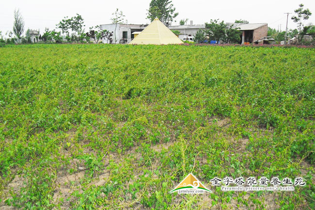 药材种植基地-种植园